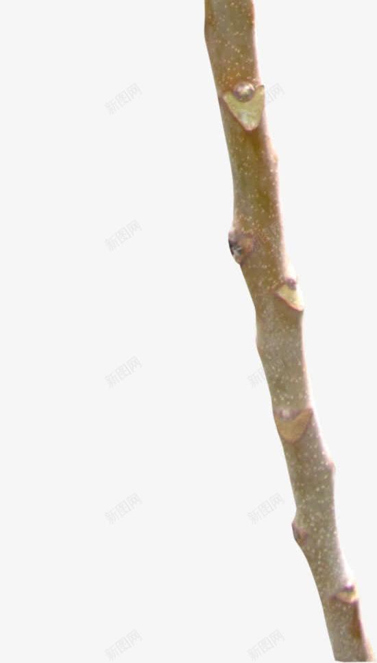 花卉枝干写真png免抠素材_88icon https://88icon.com 写真 干 枝 花卉