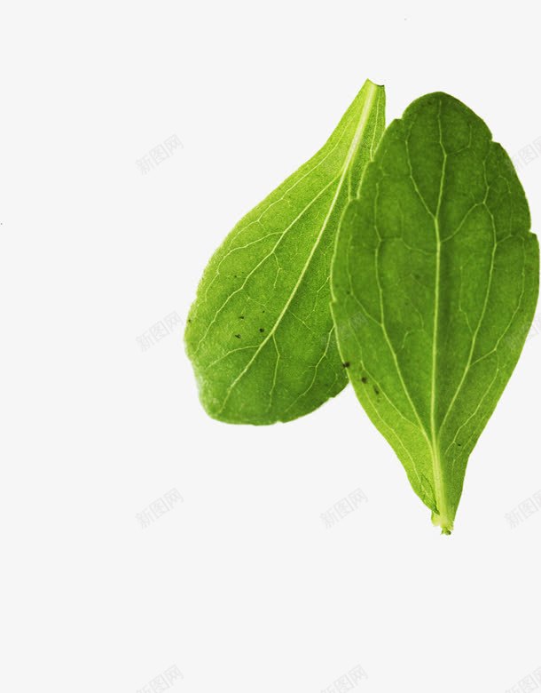 绿色创意树叶草本植物png免抠素材_88icon https://88icon.com 创意 树叶 绿色 草本植物