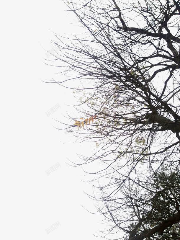 摄影树木环境渲染效果png免抠素材_88icon https://88icon.com 摄影 效果 树木 渲染 环境