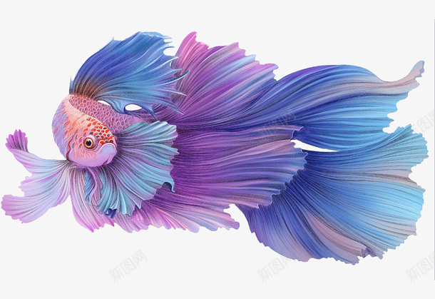 彩色大尾鱼插画png免抠素材_88icon https://88icon.com 创意 卡通 大尾鱼 彩色 插画
