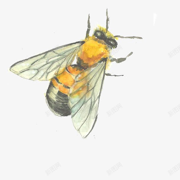 苍蝇png免抠素材_88icon https://88icon.com 背景图片 苍蝇 装饰