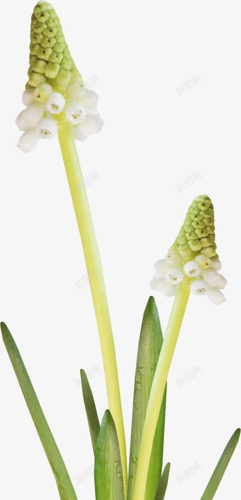 花艺装饰布景元素png免抠素材_88icon https://88icon.com 元素 布景 绿色 花艺装饰