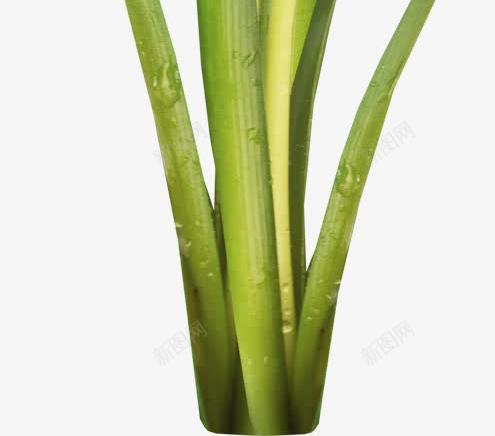 花艺装饰布景元素png免抠素材_88icon https://88icon.com 元素 布景 绿色 花艺装饰