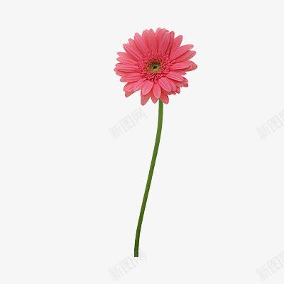 一朵红色的花png免抠素材_88icon https://88icon.com 一朵 实物 红色 花
