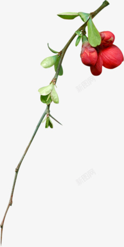 腊梅花png图片下载 腊梅花素材