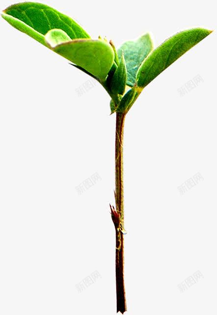 春天发芽环保树叶png免抠素材_88icon https://88icon.com 发芽 春天 树叶 环保