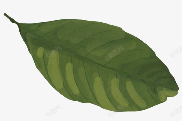一片手绘绿叶png免抠素材_88icon https://88icon.com png图形 png装饰 手绘 树叶 绿叶 装饰
