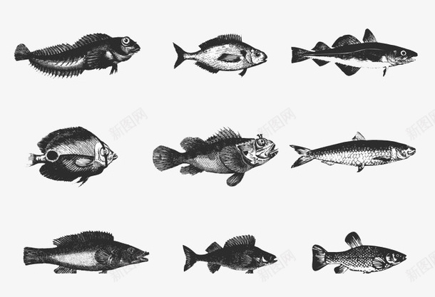 海洋鱼手绘png免抠素材_88icon https://88icon.com 手绘 海洋 鱼类 黑白