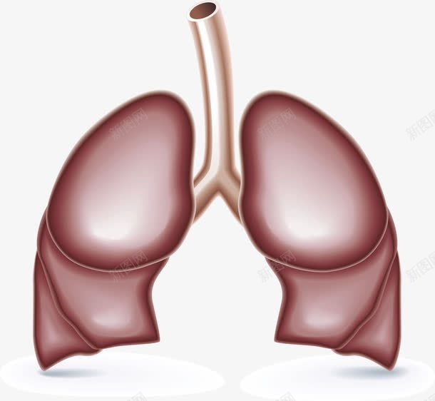 肺png免抠素材_88icon https://88icon.com 人体器官 暗红色 肺