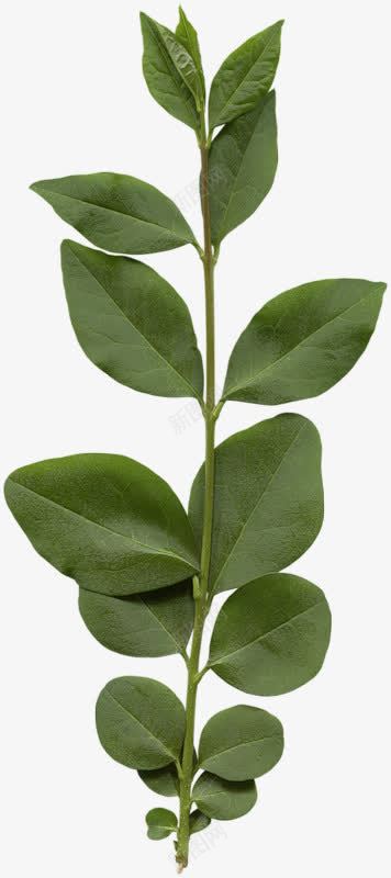 绿色清新夏季植物png免抠素材_88icon https://88icon.com 夏季 植物 清新 绿色
