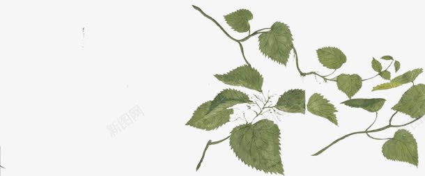 创意绿色的草本植物树叶png免抠素材_88icon https://88icon.com 创意 树叶 绿色 草本植物