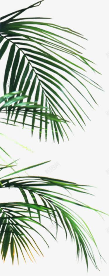 绿色草本植物树叶摄影png免抠素材_88icon https://88icon.com 摄影 树叶 绿色 草本植物