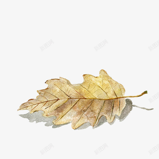 手绘叶子png免抠素材_88icon https://88icon.com 叶子 枯黄叶子 树叶 植物元素