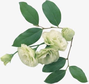 摄影手绘植物树叶叶子花朵png免抠素材_88icon https://88icon.com 叶子 摄影 树叶 植物 花朵