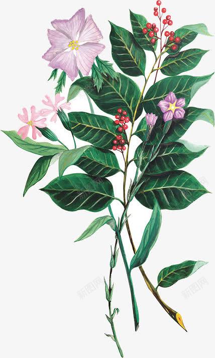 古典清新手绘植物树叶花朵png免抠素材_88icon https://88icon.com 古典 树叶 植物 清新 花朵