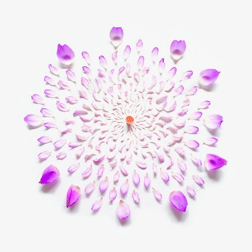 紫色清新花瓣边框纹理png免抠素材_88icon https://88icon.com 免抠PNG 清新 紫色 花瓣 边框纹理
