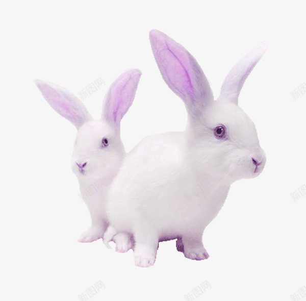 紫色卡通兔子装饰图案png免抠素材_88icon https://88icon.com 免抠PNG 兔子 卡通 紫色 装饰图案
