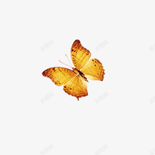 带黄花蝴蝶png免抠素材_88icon https://88icon.com 带黄花蝴蝶