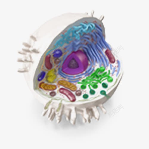动物细胞png免抠素材_88icon https://88icon.com 3D细胞模型 动物 模型 生物 细胞