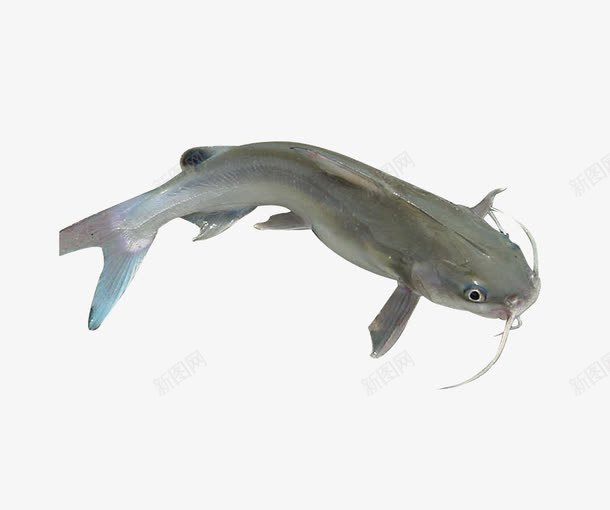 长胡子的小鱼png免抠素材_88icon https://88icon.com PNG素材 小鱼 海产品 食物