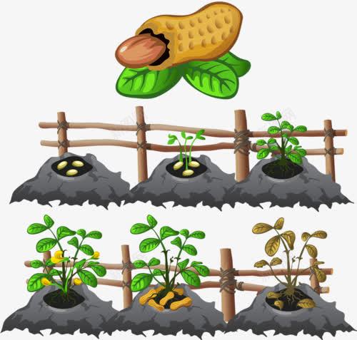 花生米png免抠素材_88icon https://88icon.com 庄园 花生 零食