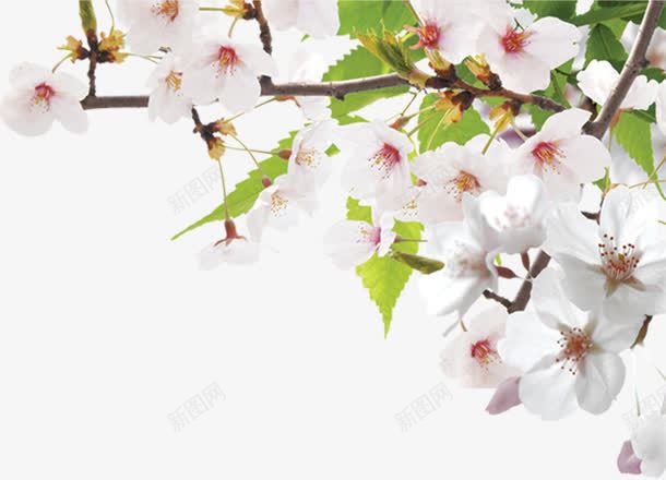 白色鲜花树枝风景花朵png免抠素材_88icon https://88icon.com 树枝 白色 花朵 风景 鲜花