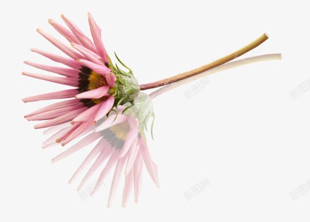 雏菊花卉png免抠素材_88icon https://88icon.com 图片 花卉