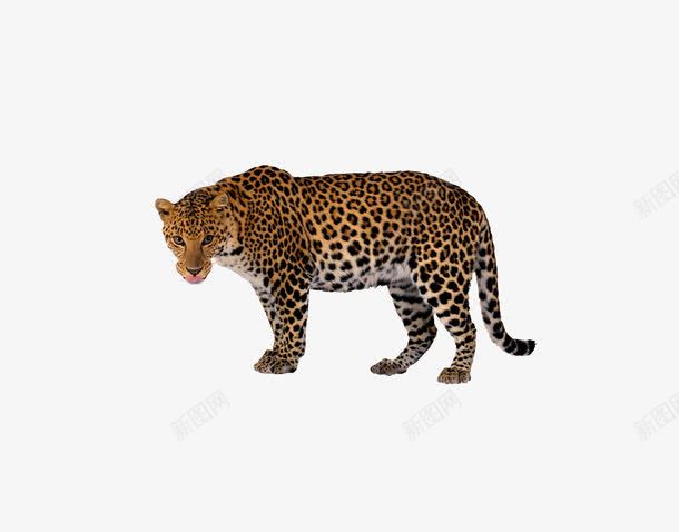 豹子png免抠素材_88icon https://88icon.com 写真 动物 豹子