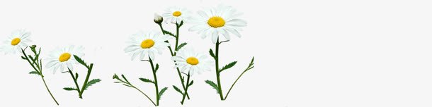 白色雏菊春天装饰花朵png免抠素材_88icon https://88icon.com 春天 白色 花朵 装饰