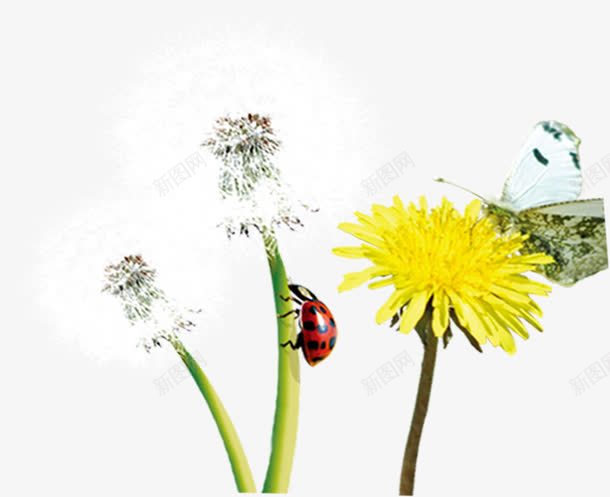 黄色蝴蝶花朵蒲公英png免抠素材_88icon https://88icon.com 花朵 蒲公英 蝴蝶 黄色