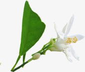 植物绿色叶子花朵形状效果png免抠素材_88icon https://88icon.com 叶子 形状 效果 植物 绿色 花朵