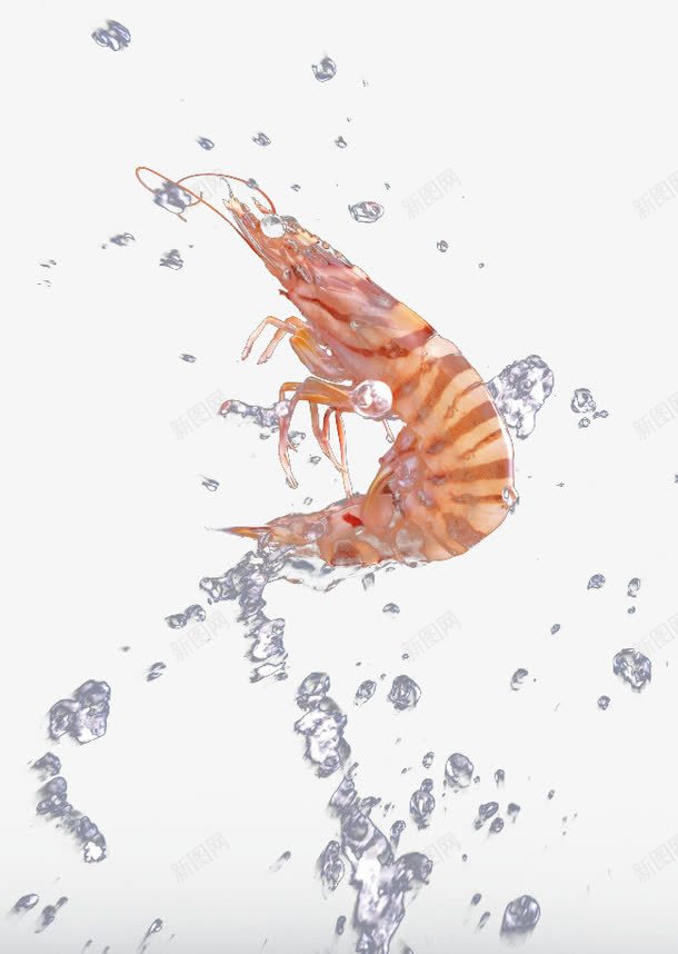 鲜嫩洗干净的基围虾png免抠素材_88icon https://88icon.com 基围虾 干净 水渍 鲜嫩