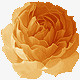 花png免抠素材_88icon https://88icon.com 橙色花 花朵 鲜花 黄色花