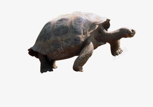 在走路中的乌龟png免抠素材_88icon https://88icon.com 乌龟 动物 爬行动物 生物