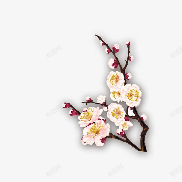 白色梅花png免抠素材_88icon https://88icon.com 白色 香味 黑色枝干