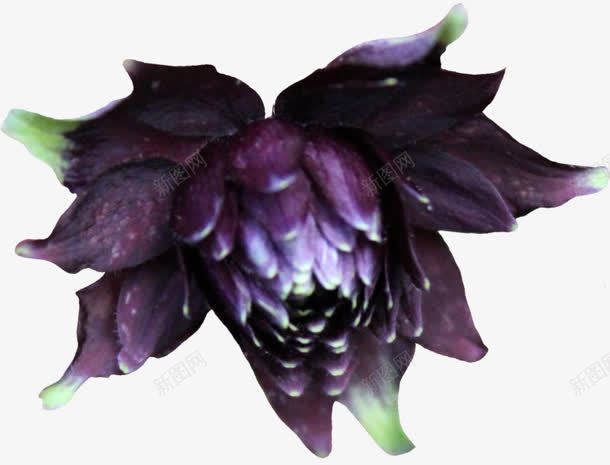 深紫色花朵实物png免抠素材_88icon https://88icon.com 实物 紫色 花朵