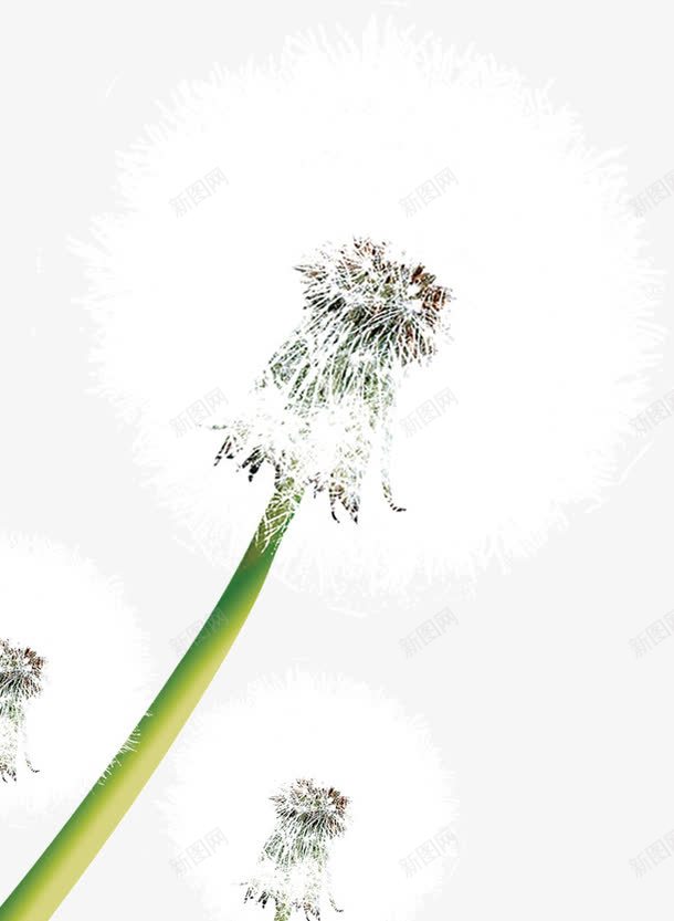 可爱的蒲公英png免抠素材_88icon https://88icon.com 可爱 毛茸茸 蒲公英