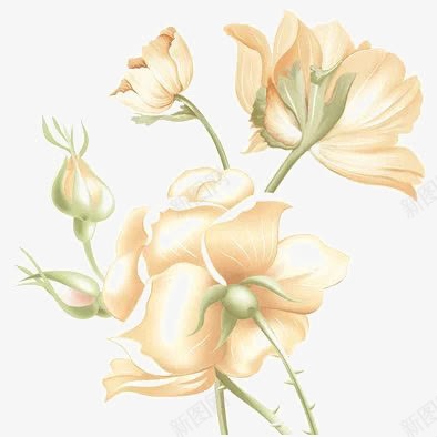 风中玫瑰png免抠素材_88icon https://88icon.com 月季 浪漫 爱情 花苞