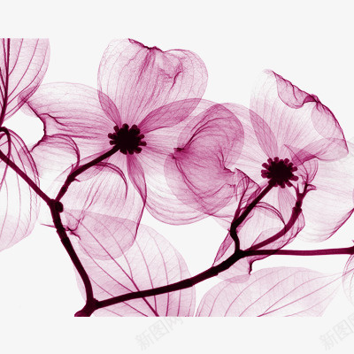 透明花png免抠素材_88icon https://88icon.com 植物 粉色 花卉