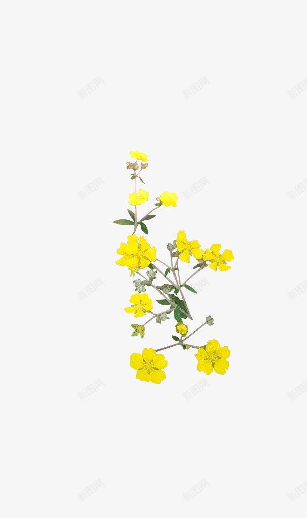 黄色唯美小花卡通png免抠素材_88icon https://88icon.com 卡通 黄色
