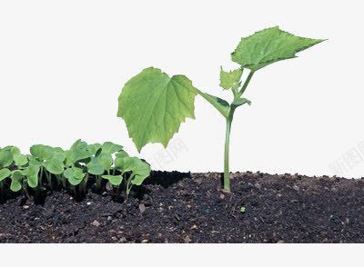 种植菜苗png免抠素材_88icon https://88icon.com 成长 泥土 绿色