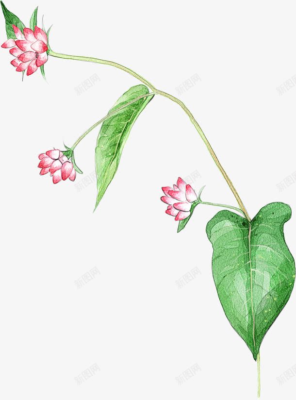 手绘粉色花朵绿叶植物装饰png免抠素材_88icon https://88icon.com 植物 粉色 绿叶 花朵 装饰