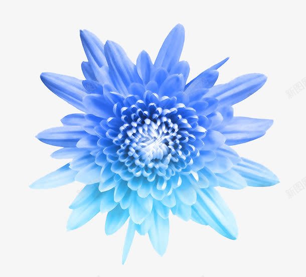 彩会蓝色渐变花朵png免抠素材_88icon https://88icon.com 彩会蓝色渐变花朵 手绘花朵 花朵 花朵素材
