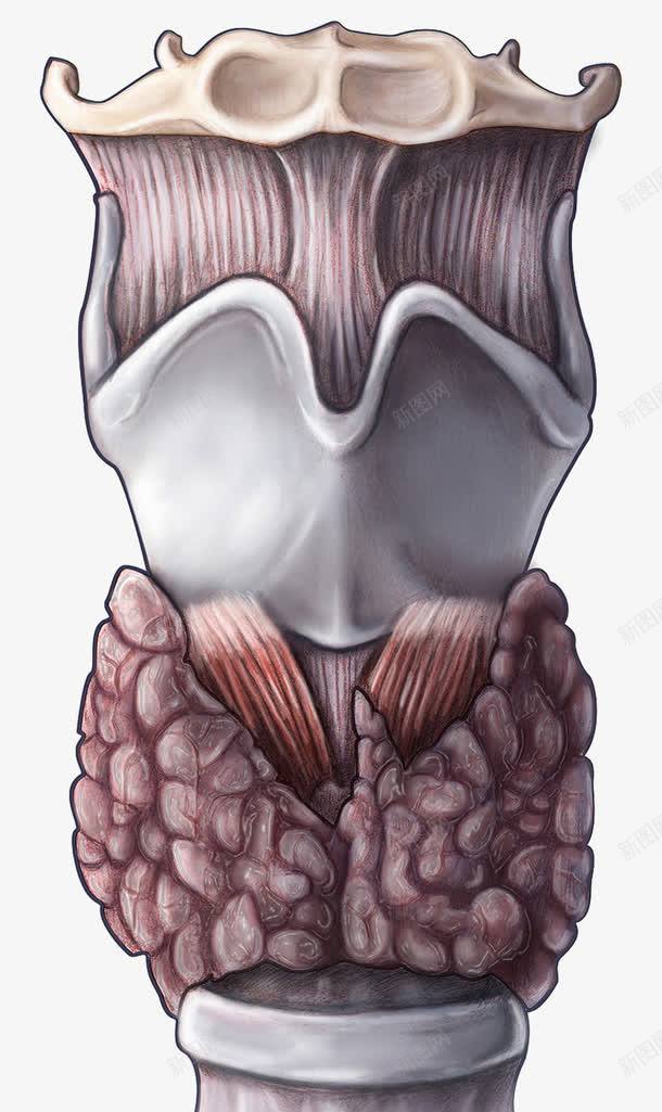 甲状腺医疗插图png免抠素材_88icon https://88icon.com 人类腺体 健康保健 医疗插图 甲状腺