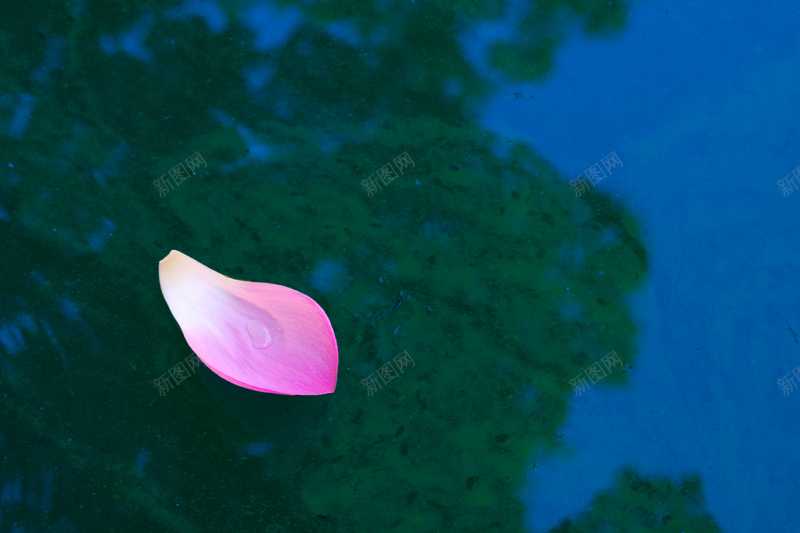 一片荷花的叶子抓住了夏天的尾巴jpg设计背景_88icon https://88icon.com 夏天 夏天的影子 花瓣 荷花