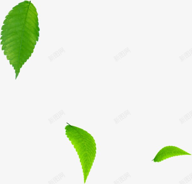 绿色春姿树叶美景png免抠素材_88icon https://88icon.com 树叶 绿色 美景
