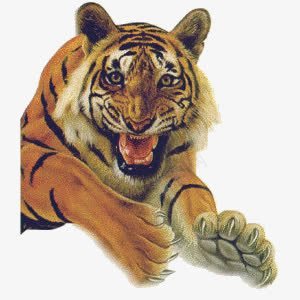 攻击虎png免抠素材_88icon https://88icon.com 动物 宠物 猫科 老虎