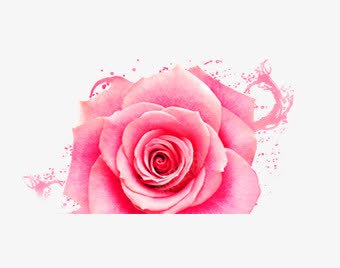 玫瑰花朵png免抠素材_88icon https://88icon.com 半玫瑰花朵 玫瑰花朵 粉色