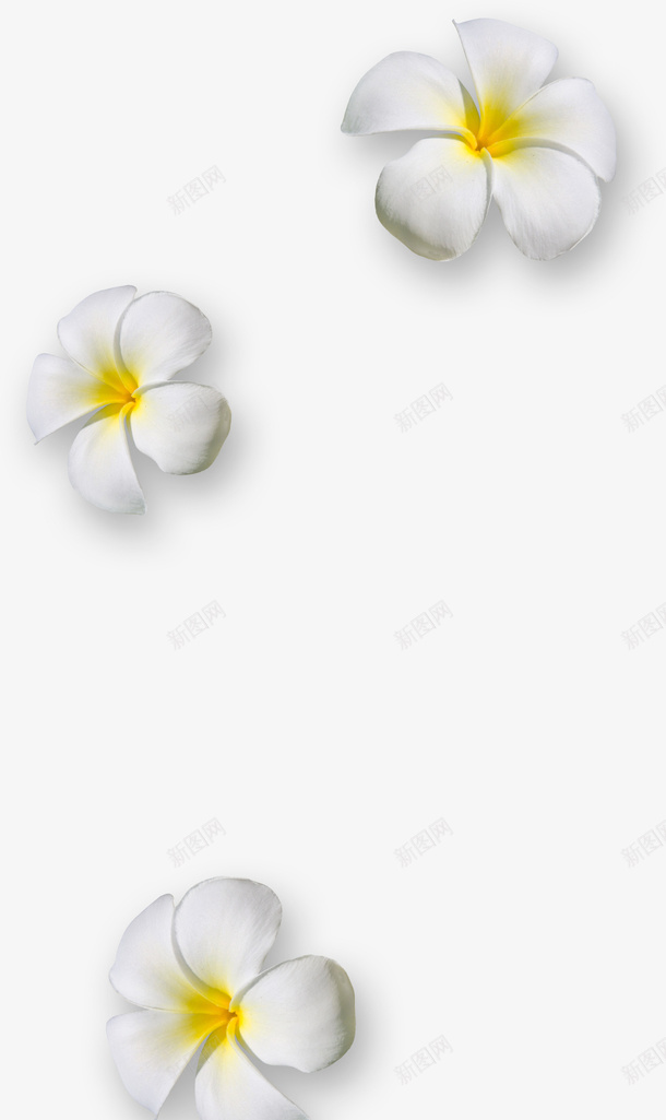 漂浮白色花朵png免抠素材_88icon https://88icon.com 漂浮花朵 白色花朵 花朵 鲜花