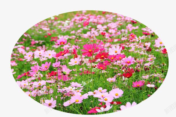 郊外春天花朵草地png免抠素材_88icon https://88icon.com 春天 花朵 草地 郊外